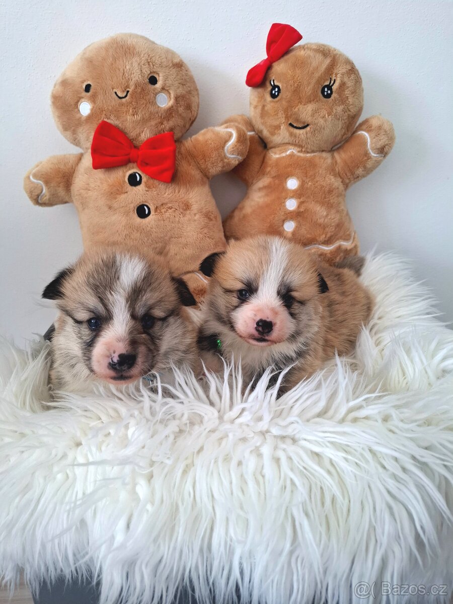 Welsh Corgi Pembroke - 2