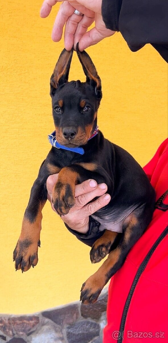 Doberman šteniatka FCI. s PP - 2