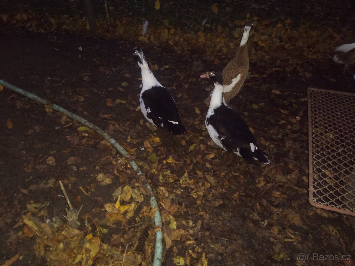 Kachna pižmová, 2x - 2