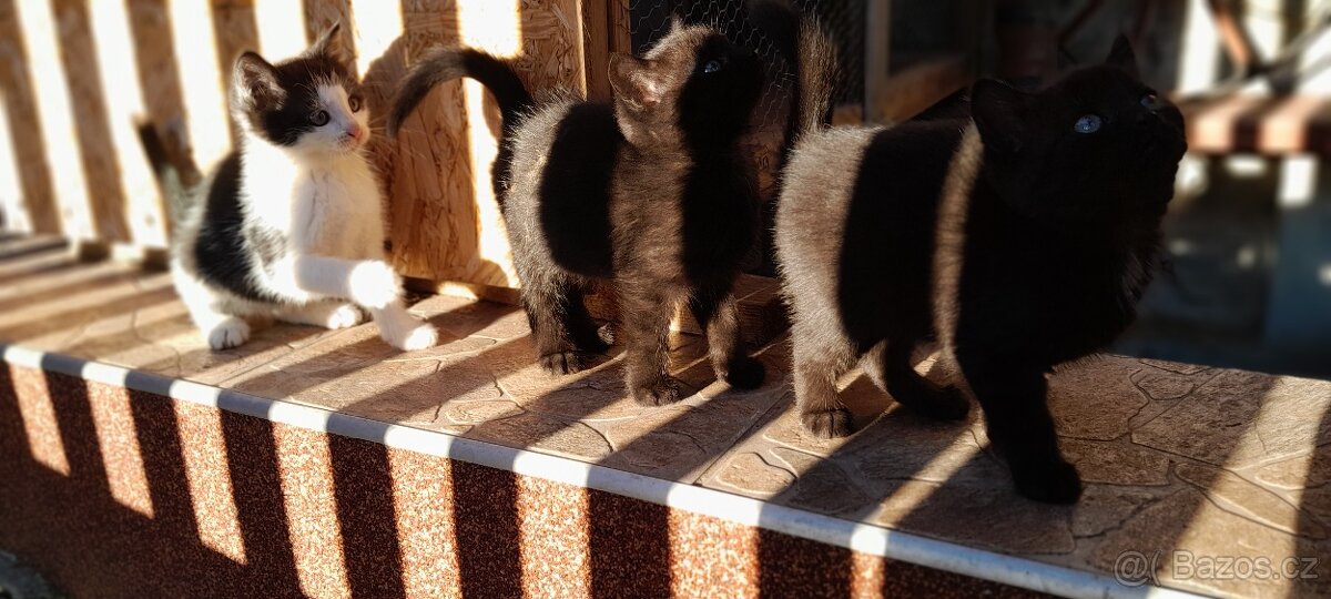 Darujeme koťata. - 2