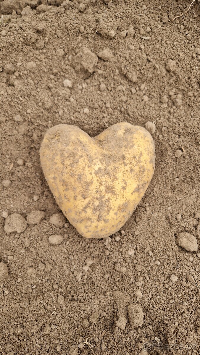 Brambory na uskladnění - 2