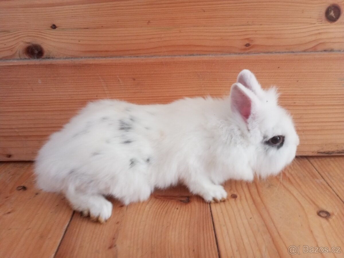 Prodám zakrslá králíčata - 2