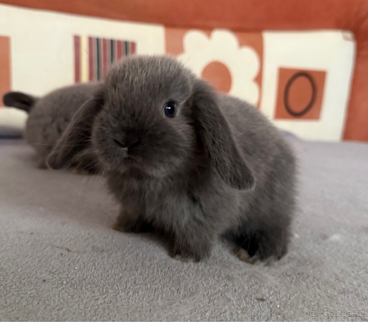 Zakrslý beránek s PP - 2