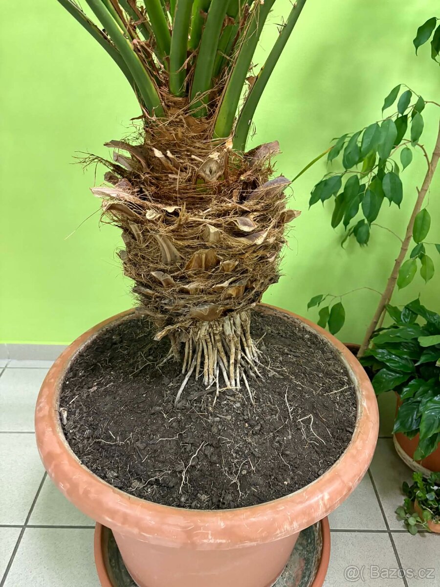 Datlovník senegalský 3,5m - 2