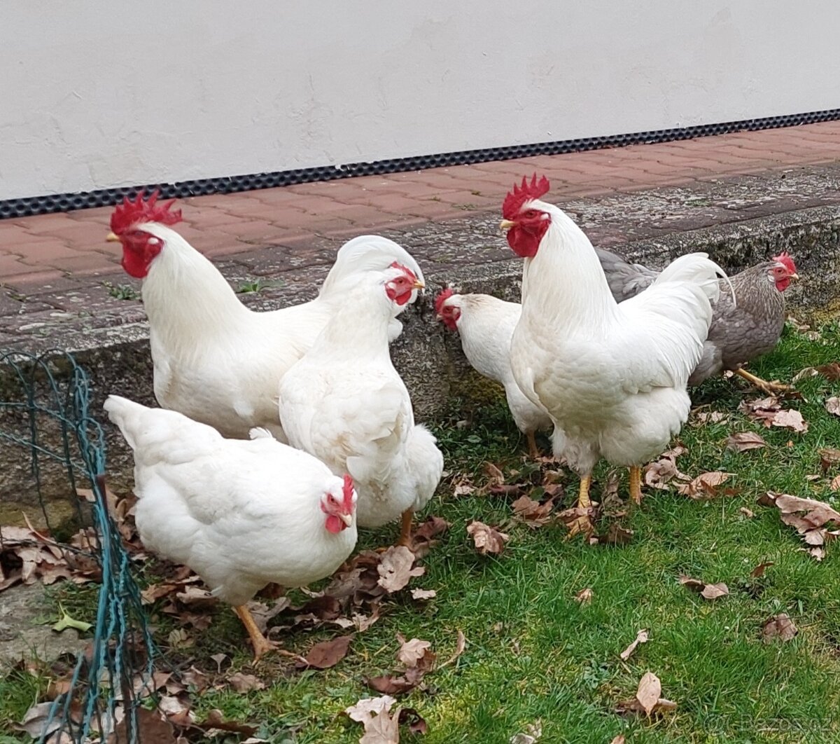 Čerstvá vajíčka ze dvora - 2