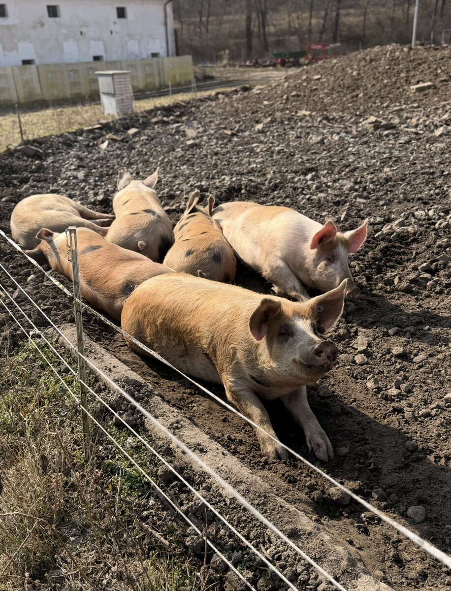 Prodám prase - 2
