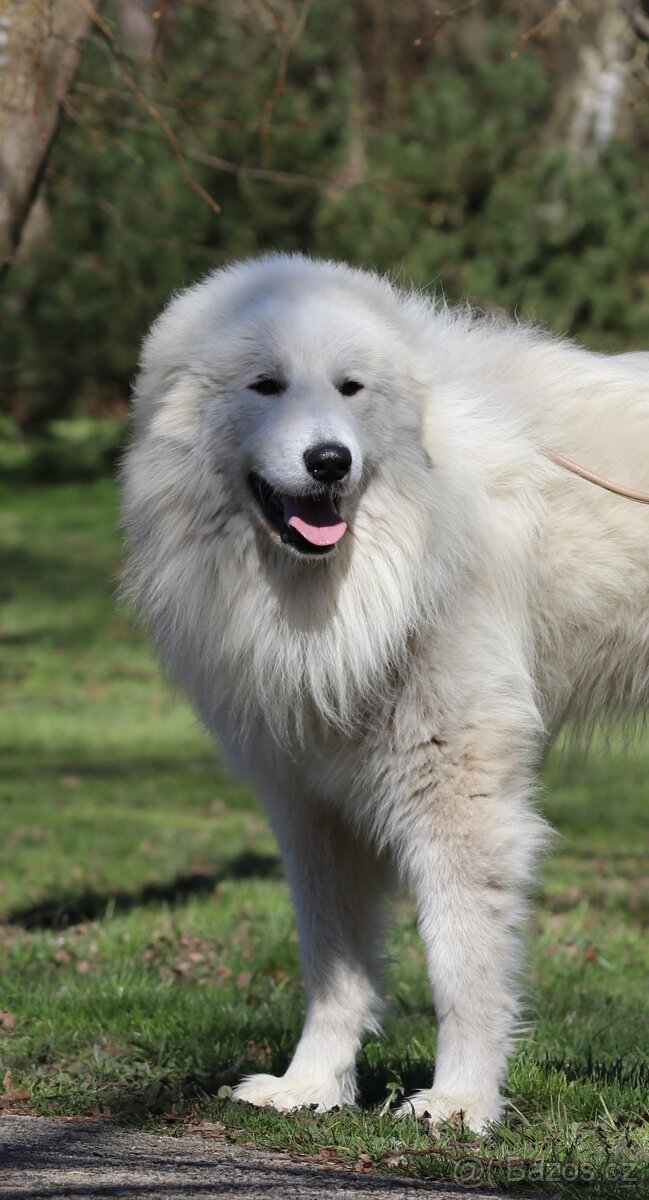 Pyrenejský horský pes - 2