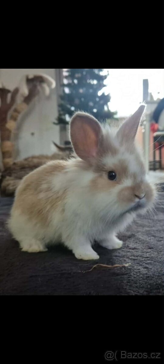 Zakrslí králíčci - 2