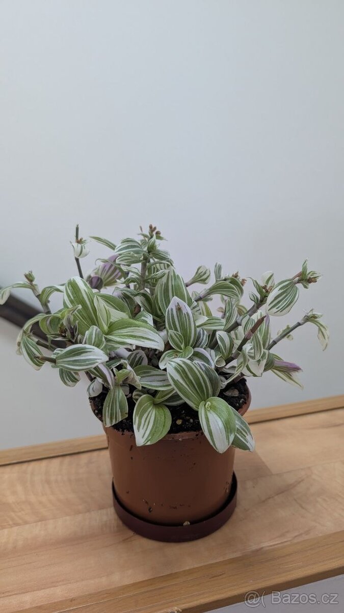 Tradescantia Brightness - 2