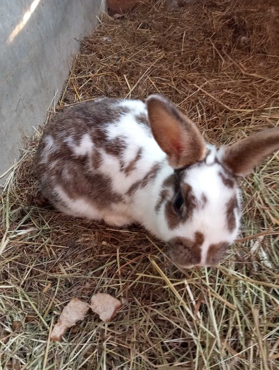 Samičky k připuštění - 2