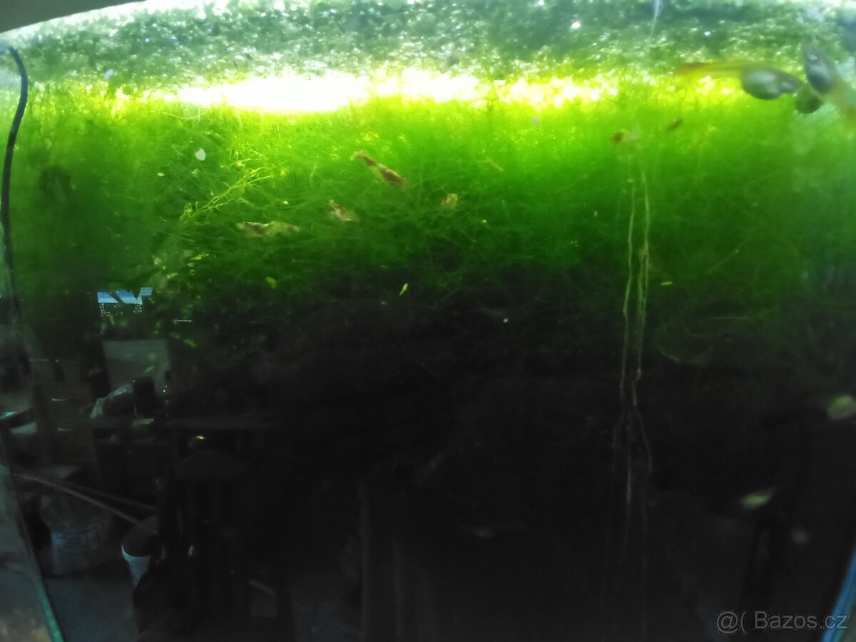 Akvarijní mechy a Anubias nana - 2