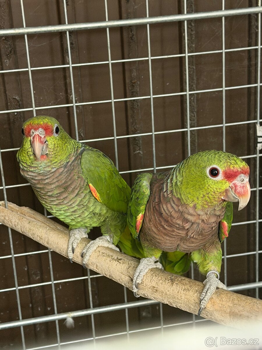 Amazoňan vínorudý - 2