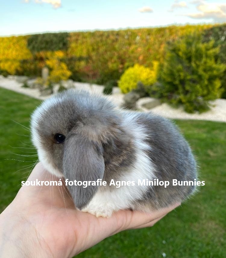 Minilop zakrslý králík doprava po celé ČR - 2