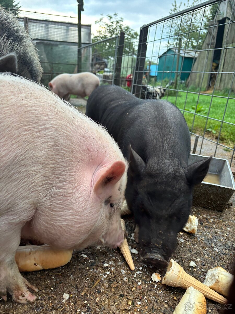 Göttingenské miniprasátko - 2