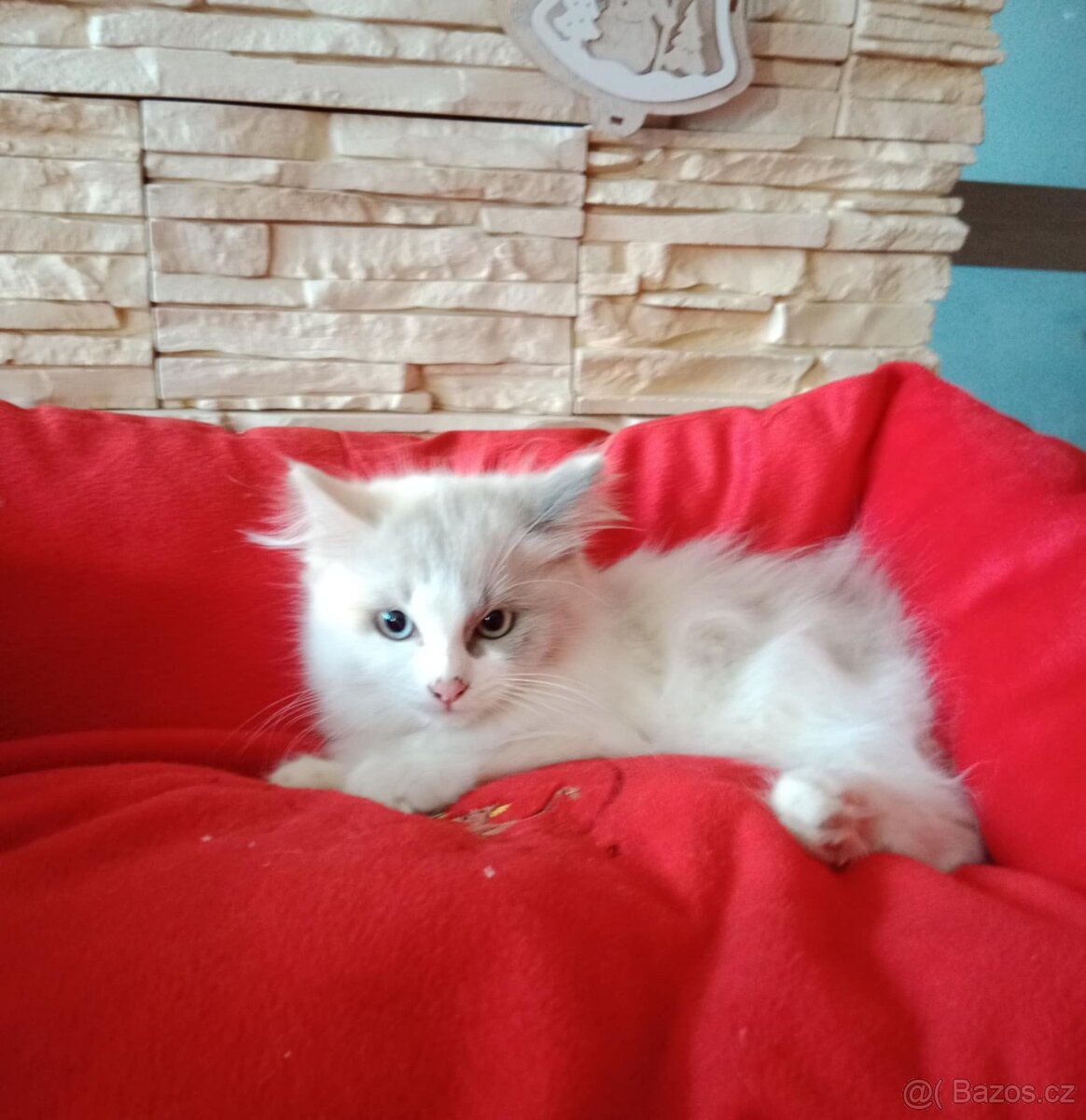 Ragdoll koťátka bez PP - 2