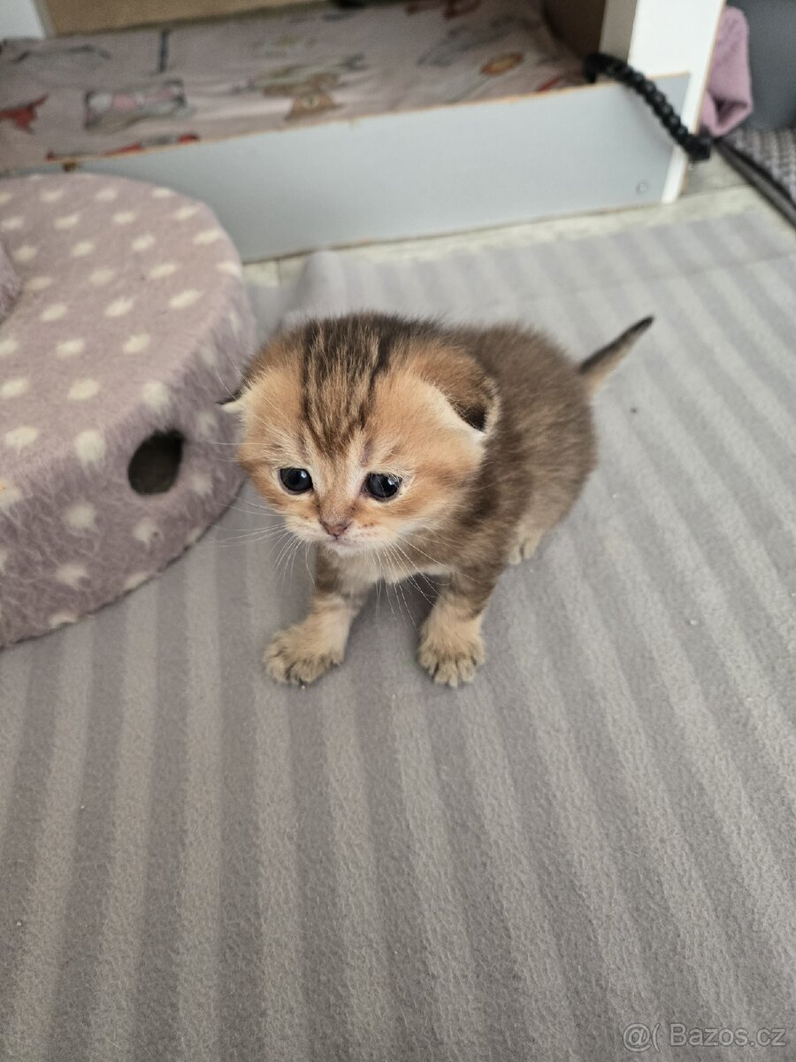 Skotská klapouchá koťata - 2