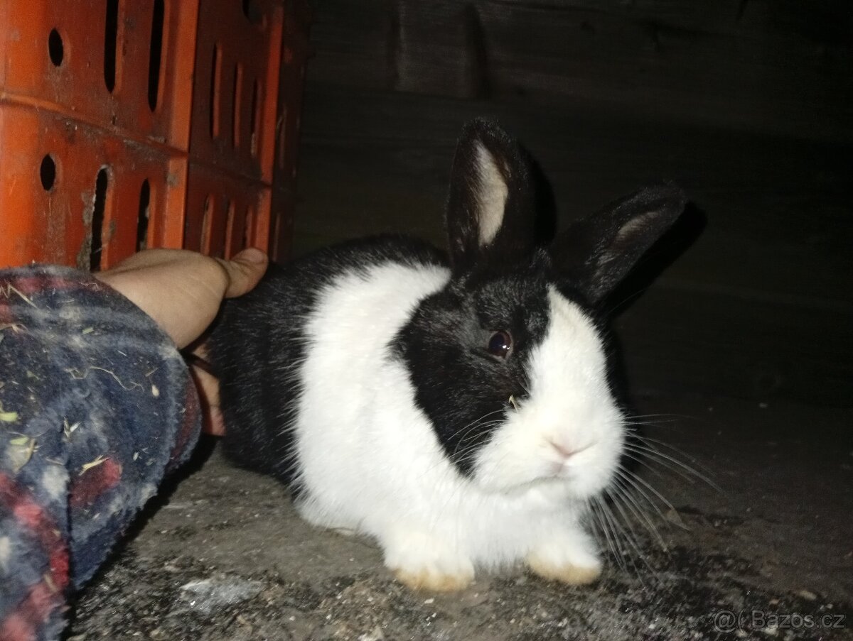 Holandský králík - 2