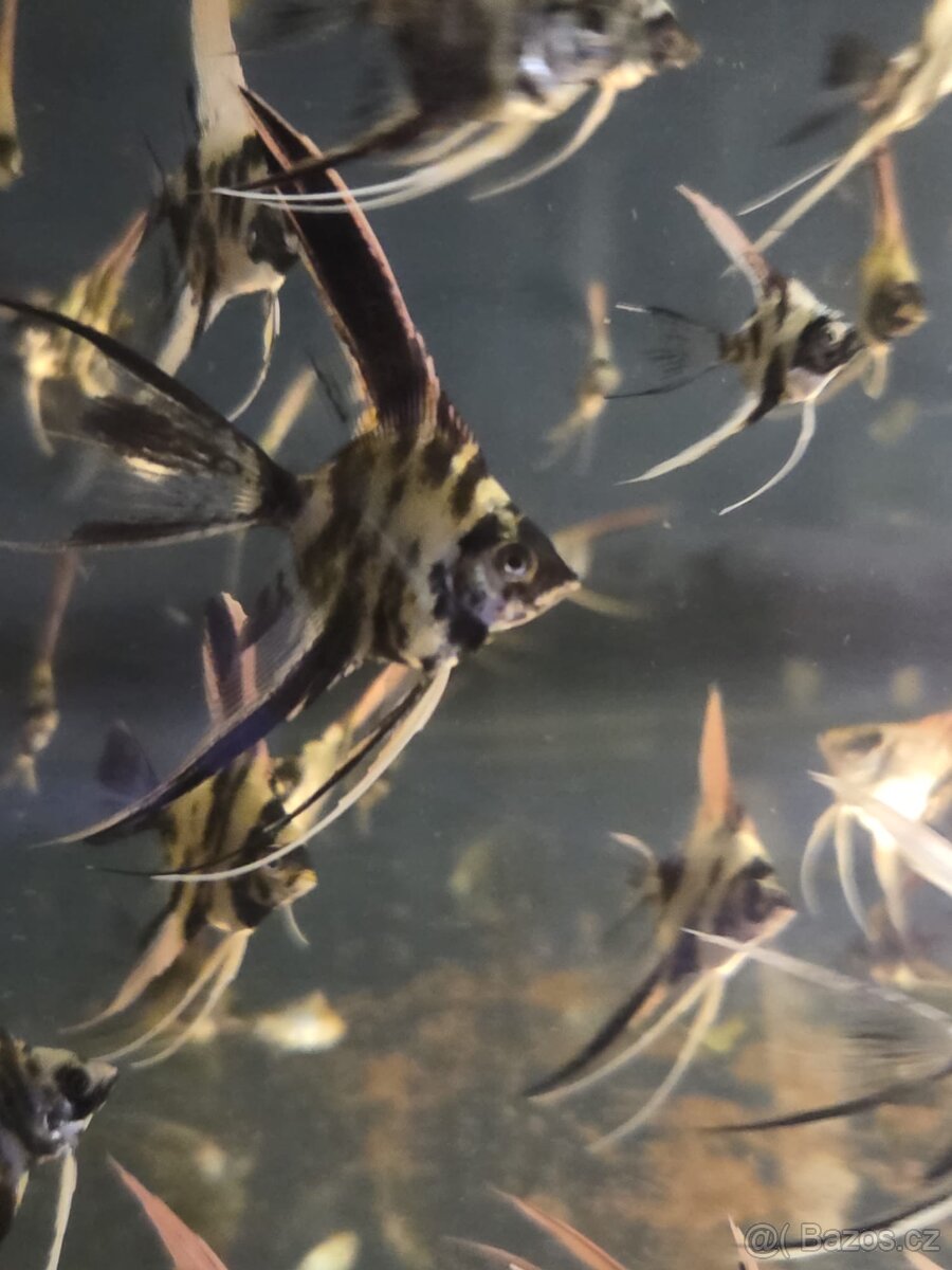 Skalár - platinum marble long fin - 2