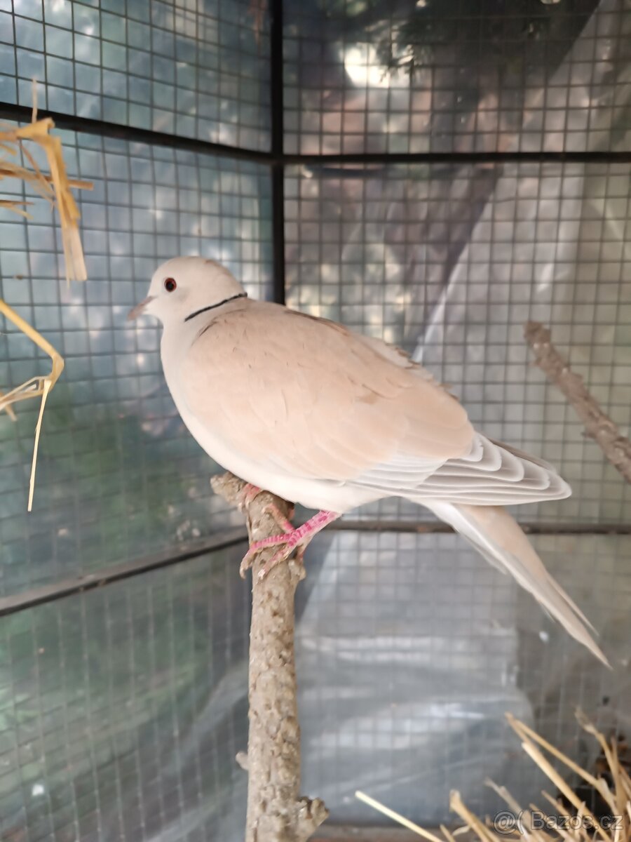 Hrdlička chechtavá - 2