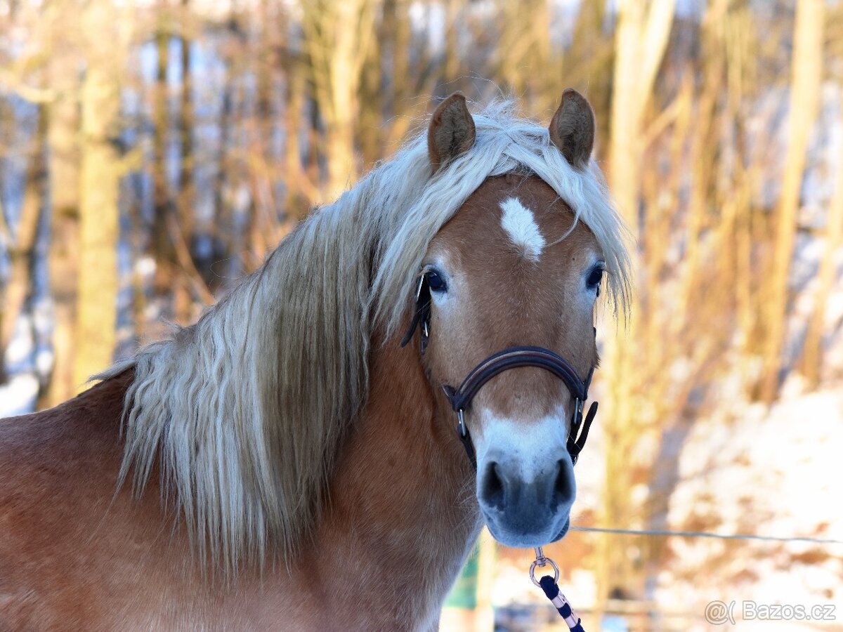 Hafling hřebec - 2