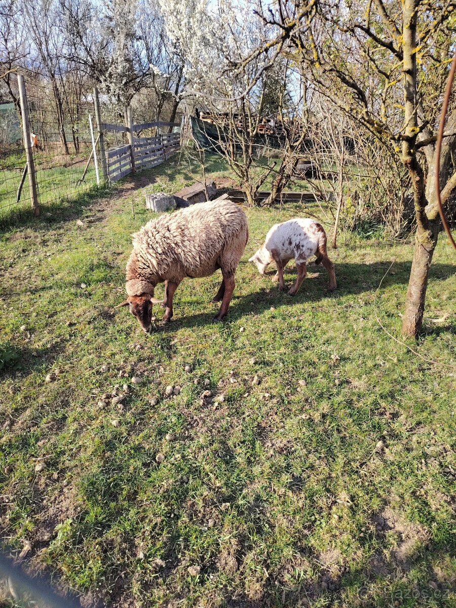 Ovce + jehňata - 2