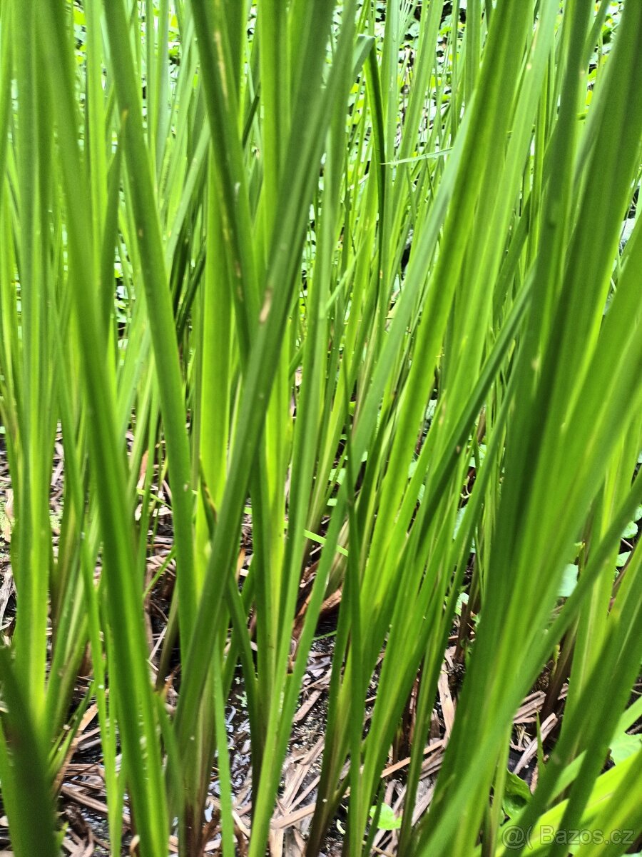 sazenice puškvorce - 2