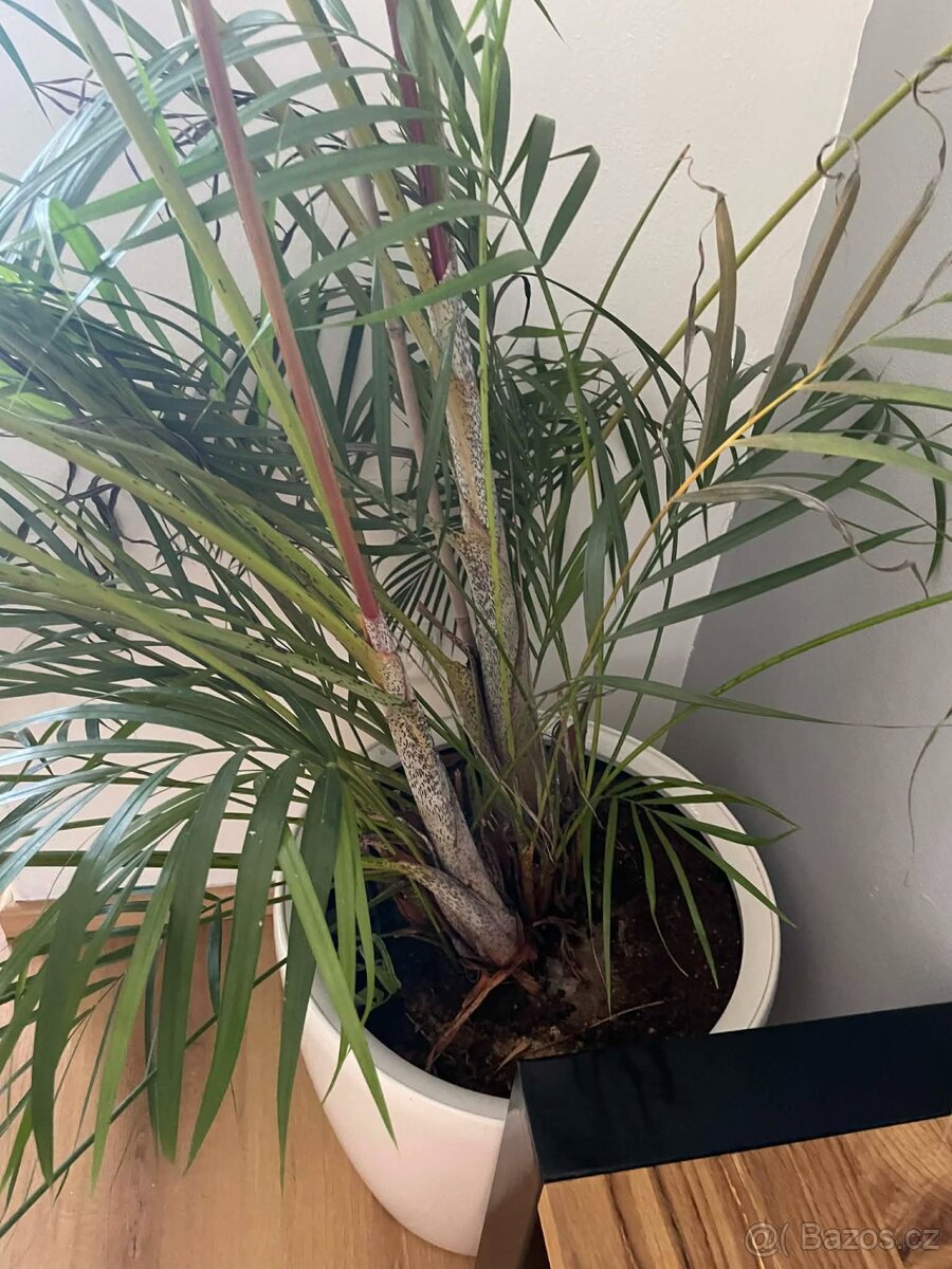 Areca - 2