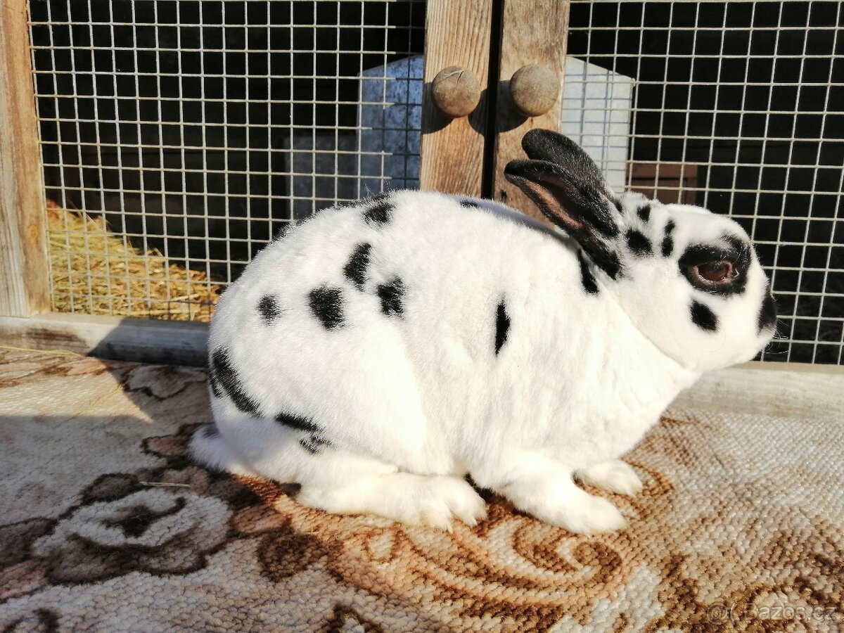 Zakrslý králík rex - 2