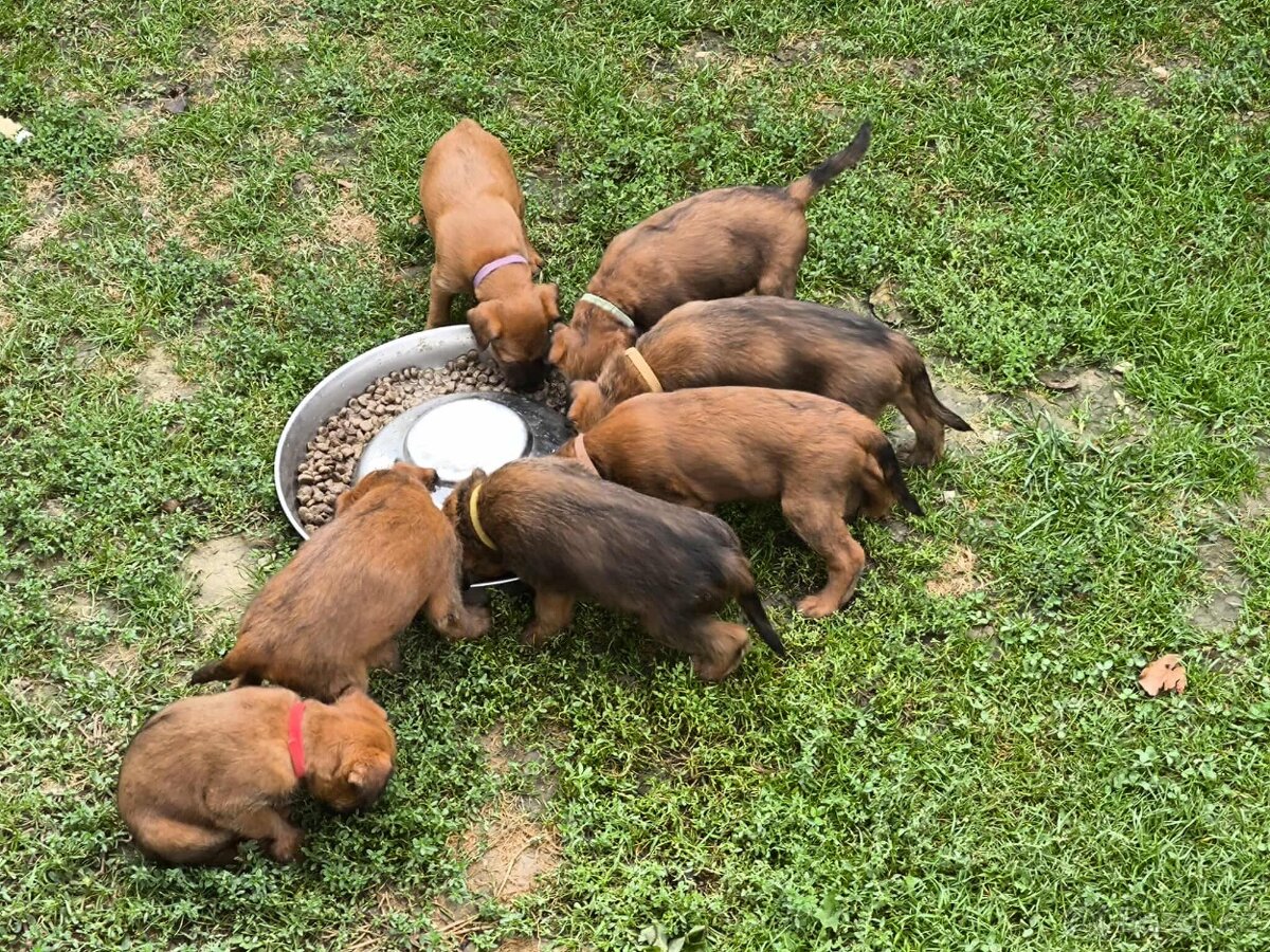 Írsky teriér šteniatka - rezervácia - 2