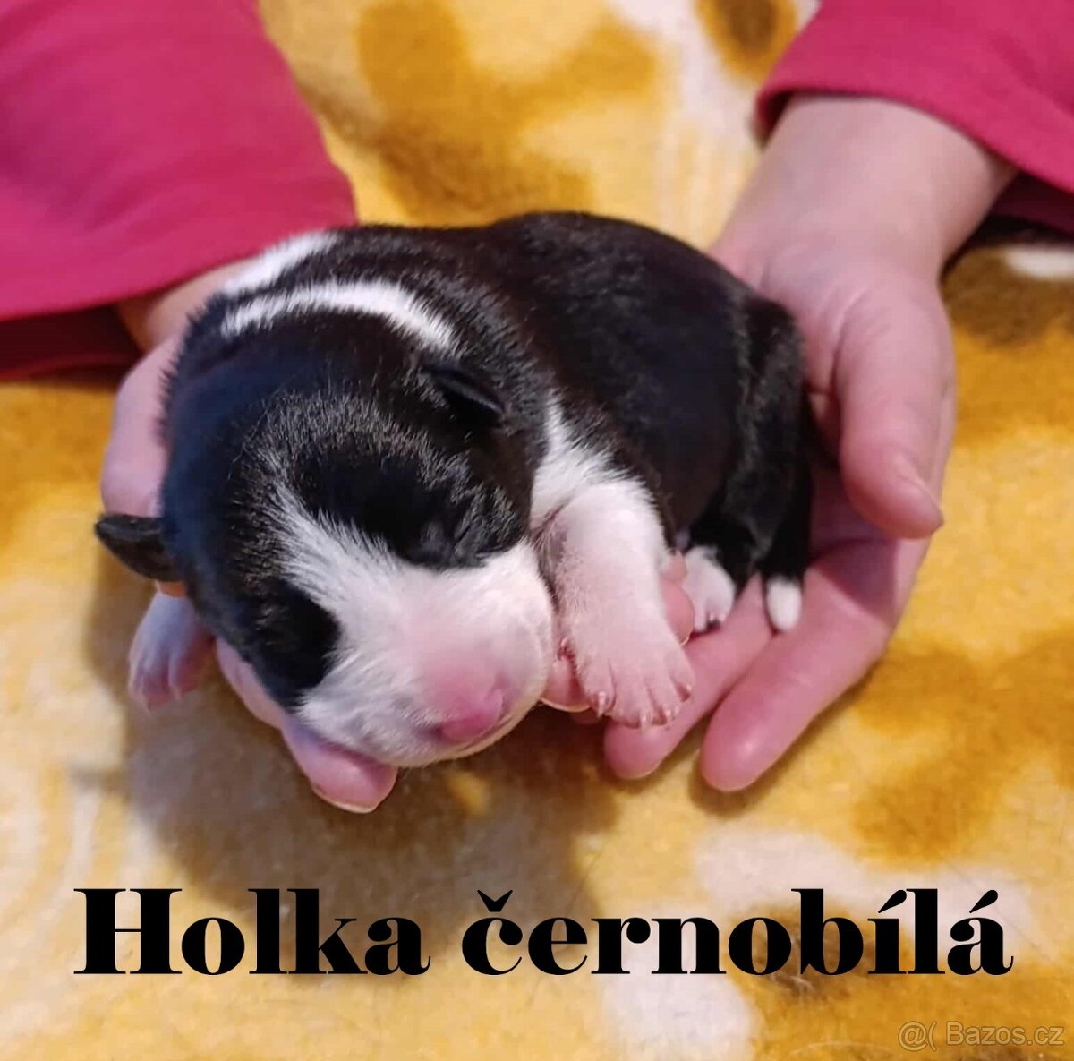 Border kolie - štěňátka s PP - 2