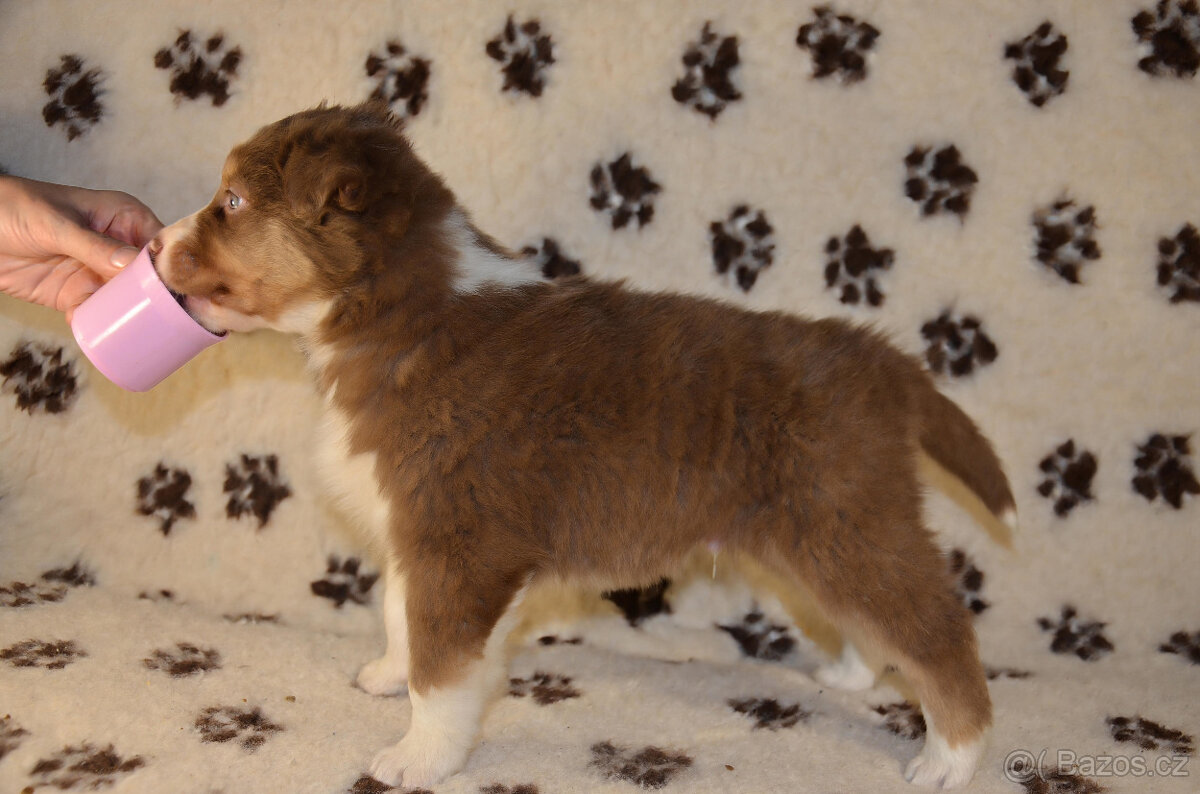 Australský ovčák s PP Dez - 2