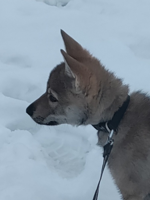 Československý vlčák - štěně s PP - 2