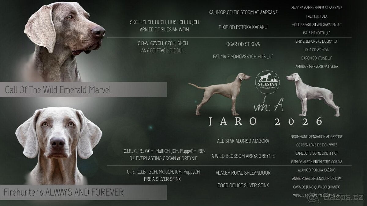 Výmarský ohař krátkosrstý - 2