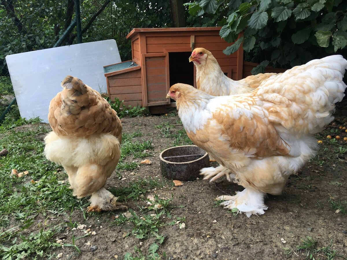 NV brahmánky žluté kolumbijské + lemon pyle - 2