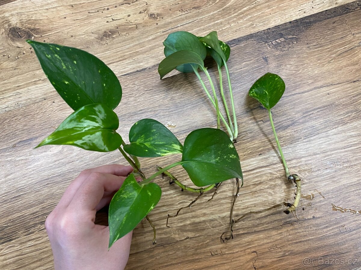 Epipremnum aureum – zakořeněné řízky - 2