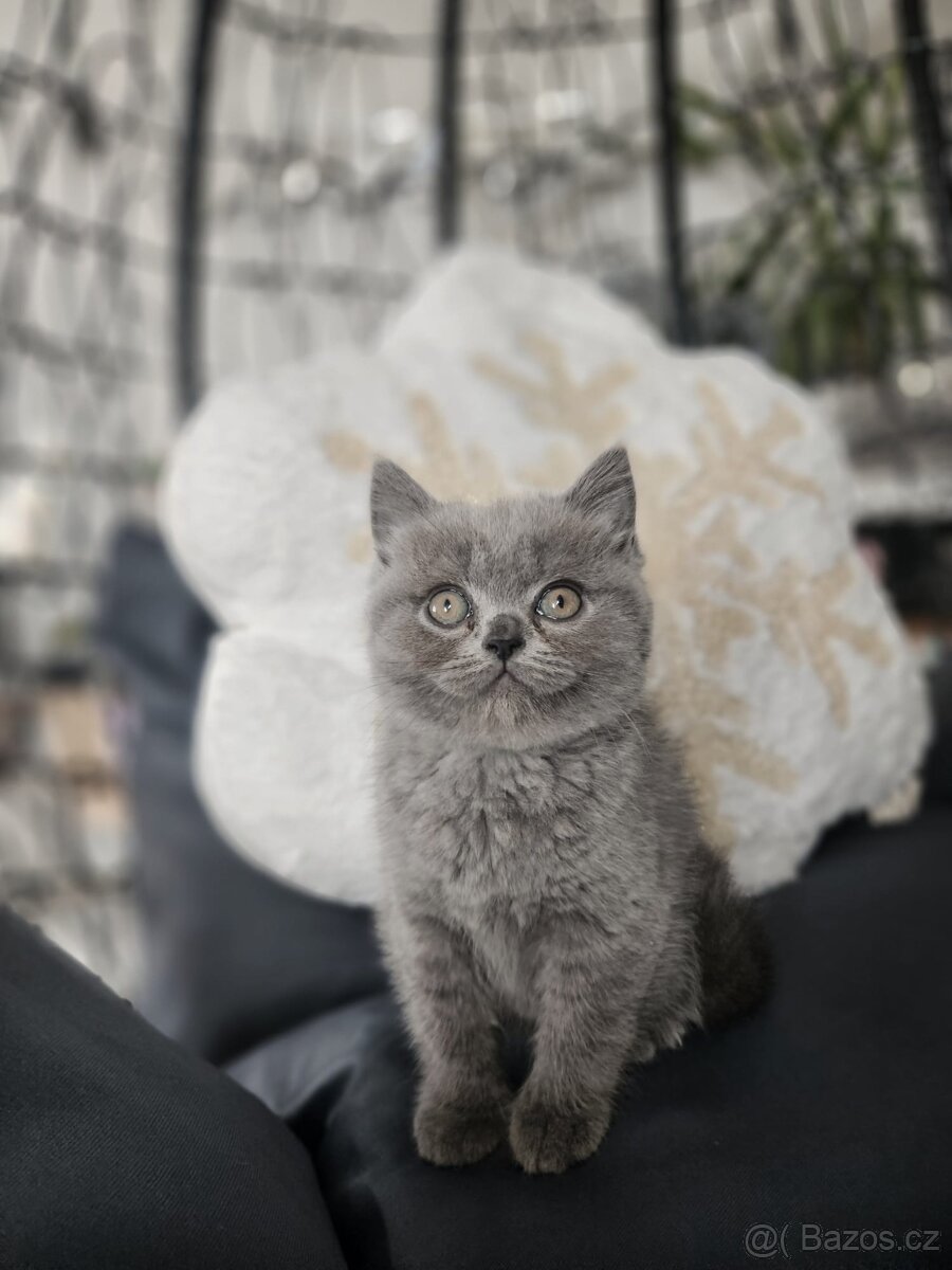 Britská koťátka - 2