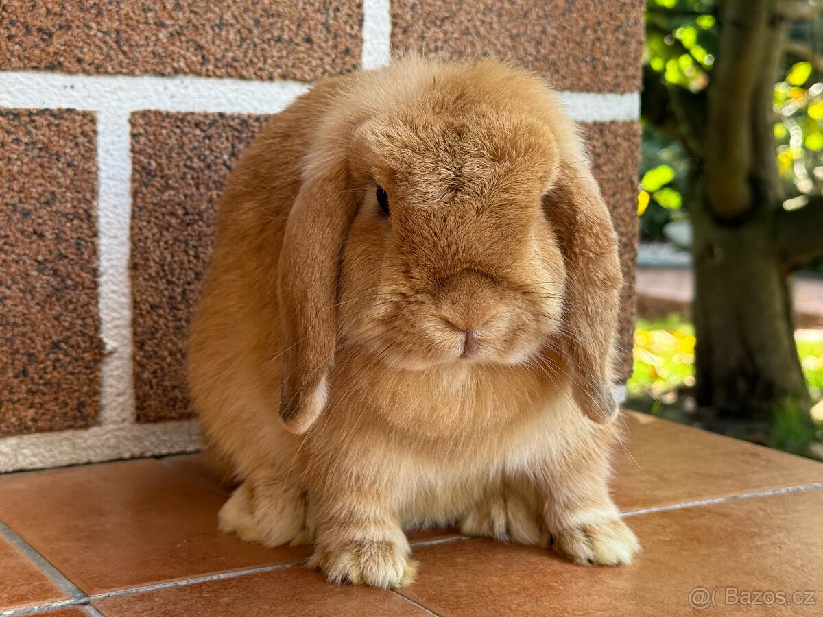 Minilop - zakrslý beránek - 2