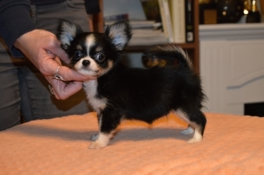 Čivava s PP - Fenka k odběru - 2