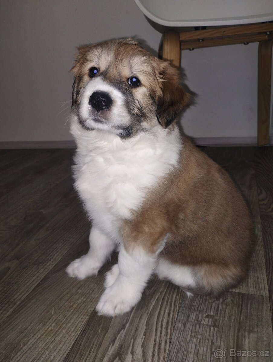 Prodám štěňátko středního vzrůstu - 2