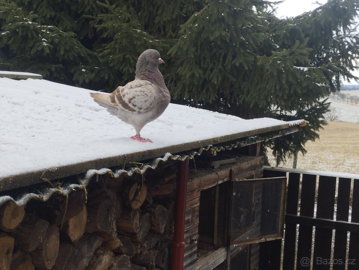 Prodám holuby king - 2