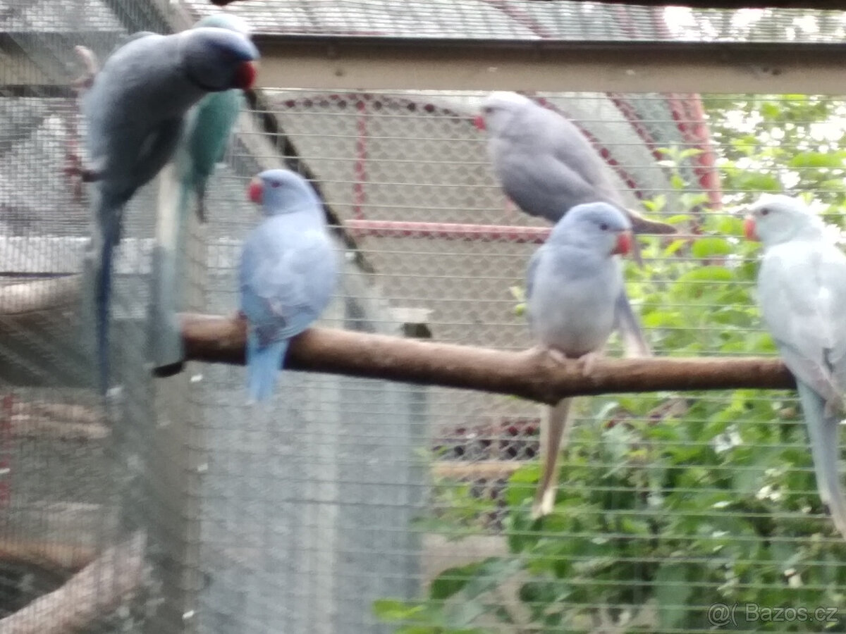 alexandr malý r.23,r.24 a r.25 samci a samice - 2