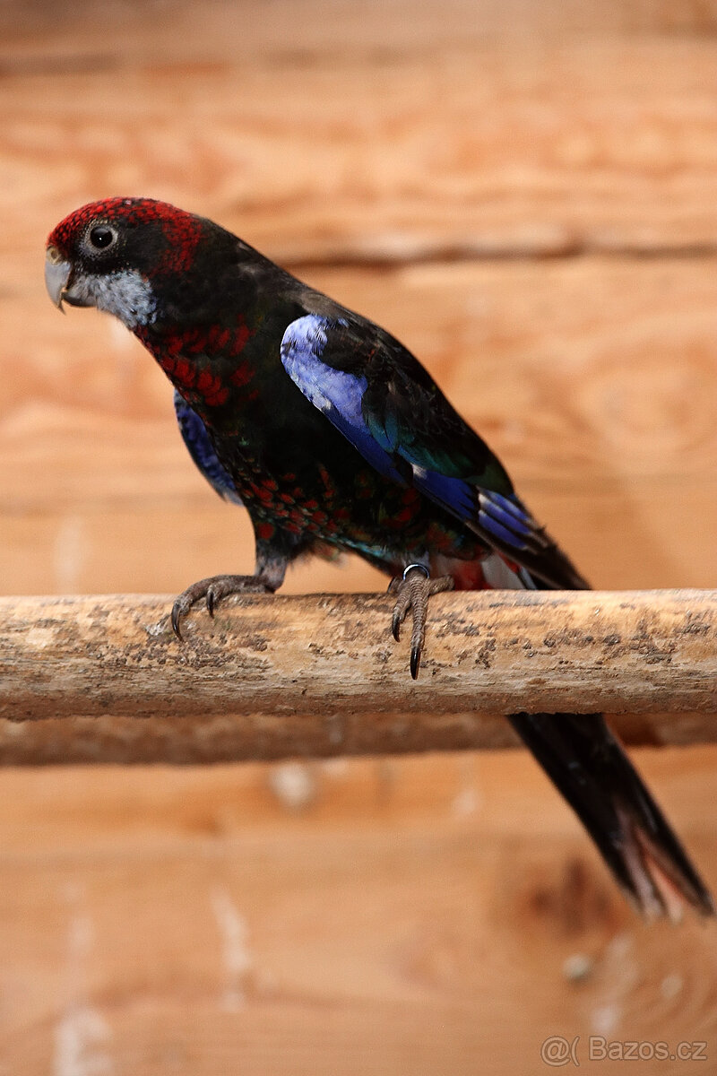 Rosela pestrá černá opalinová - 2