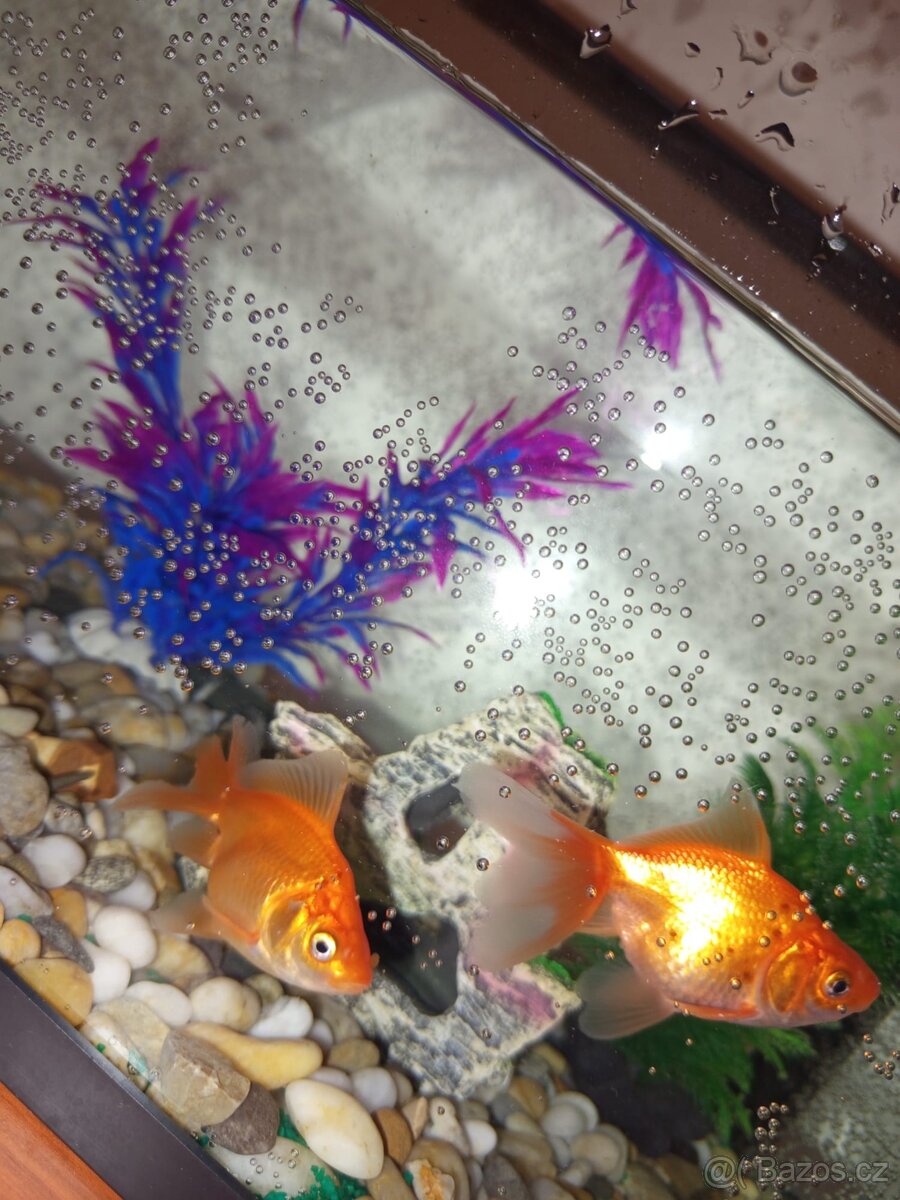 Akvárko s rybami - 2