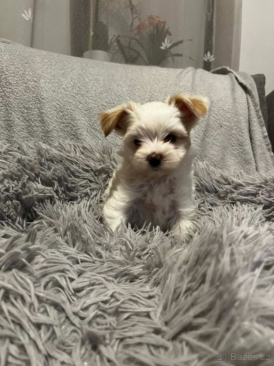 Jorkširský golddust teriér s PP - 2