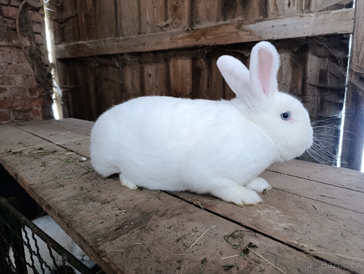 Králík Vídeňský bílý a modrošedý - 2