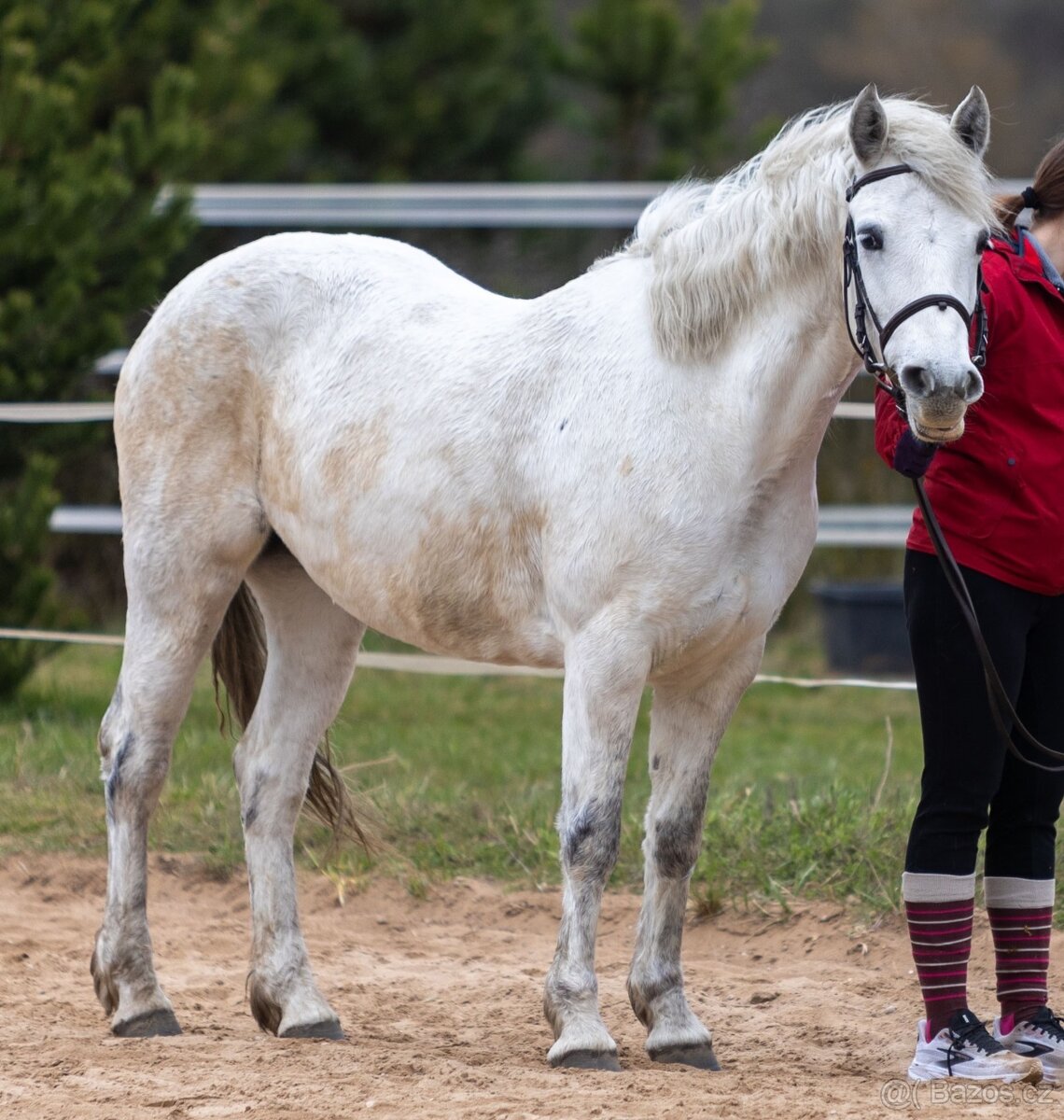 Klisna connemara pony - 2