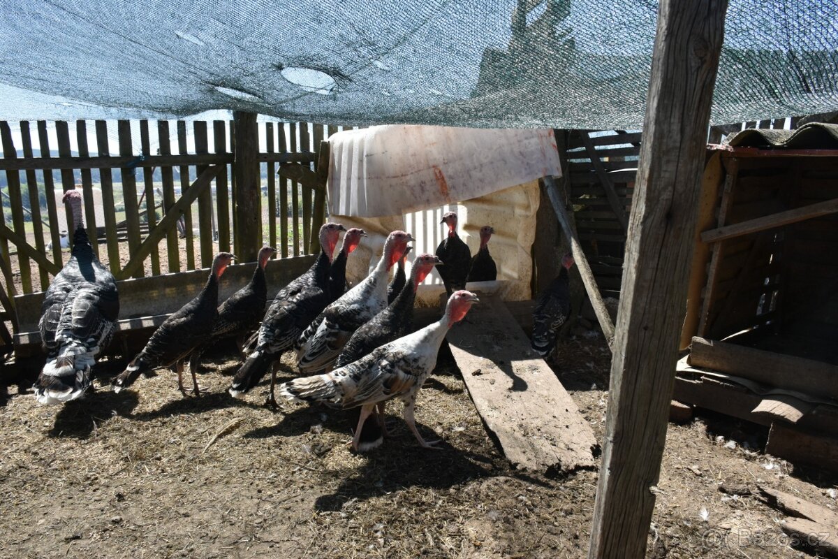 Prodám krůtu bronzovou - 2