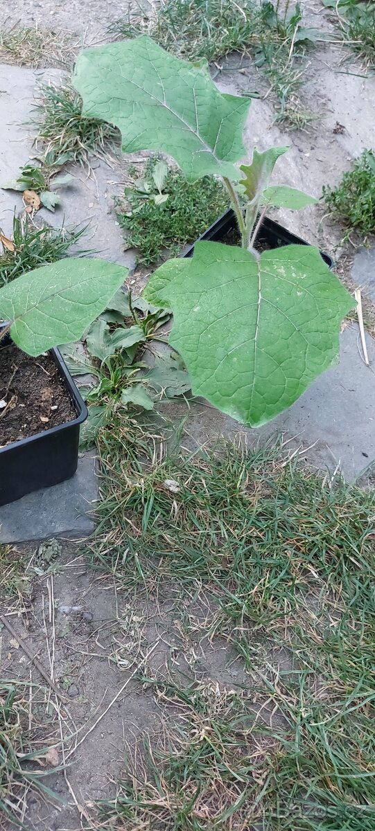 Lilek quitský - Solanum quitoense - 2