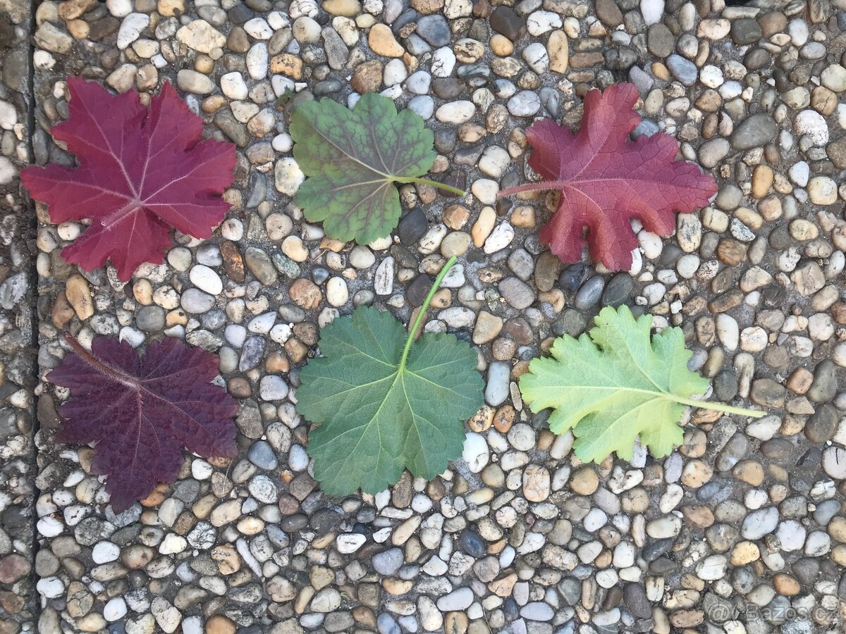 Barevená Heuchera- dlužicha- 6 druhů - 2