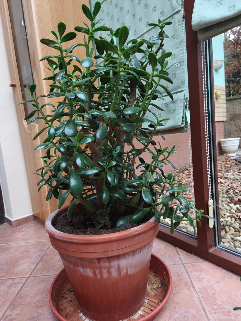 Prodám pokojové rostliny TLUSTICE - 2